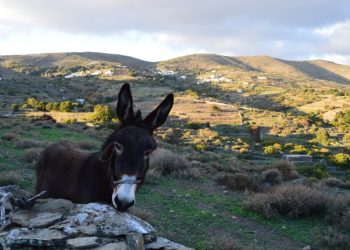 monopati-5-featured Μονοπάτι 5 Άνδρος